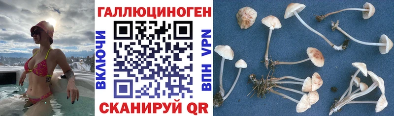 Псилоцибиновые грибы GOLDEN TEACHER  Купить  Заволжск 